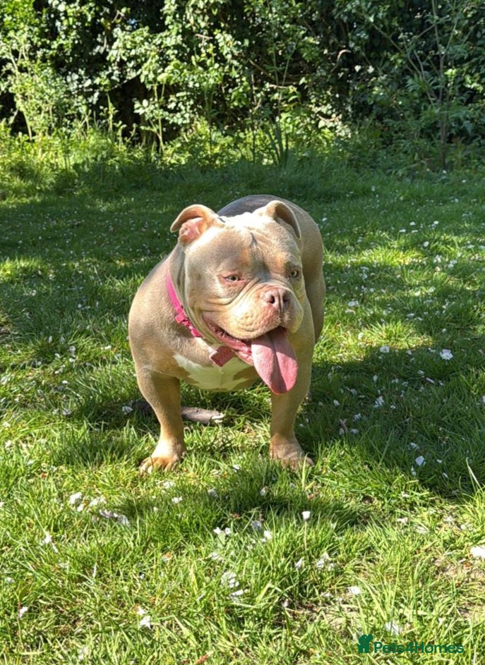 American Bully dogs American Bully Girl Looking For Loving Home - Advert 1