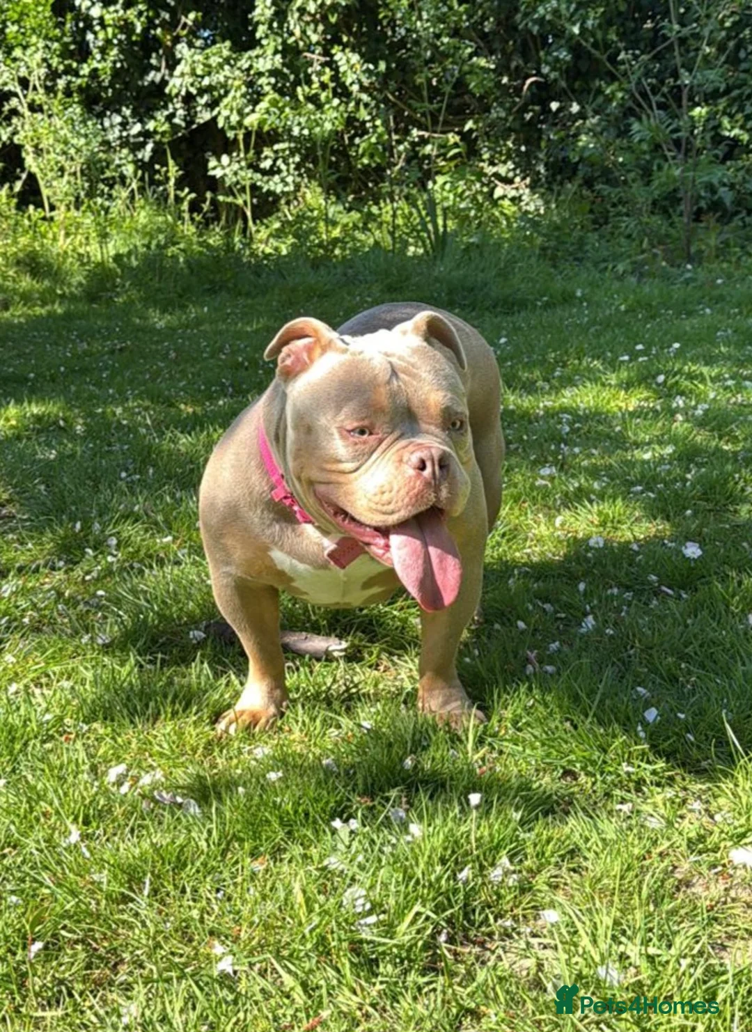 American Bully dogs for sale: American Bully Girl Looking For Loving Home - Advert 1