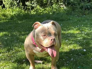 American Bully dogs American Bully Girl Looking For Loving Home - Advert 1