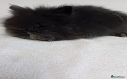 Lionhead rabbits for sale: Pure bred lionhead rabbits  - Image 7