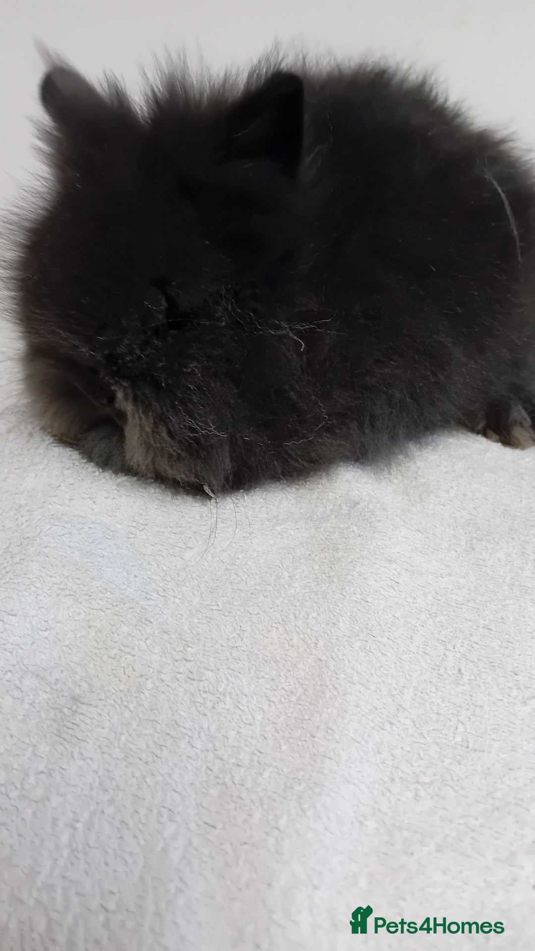 Lionhead rabbits for sale: Pure bred lionhead rabbits  - Image 7