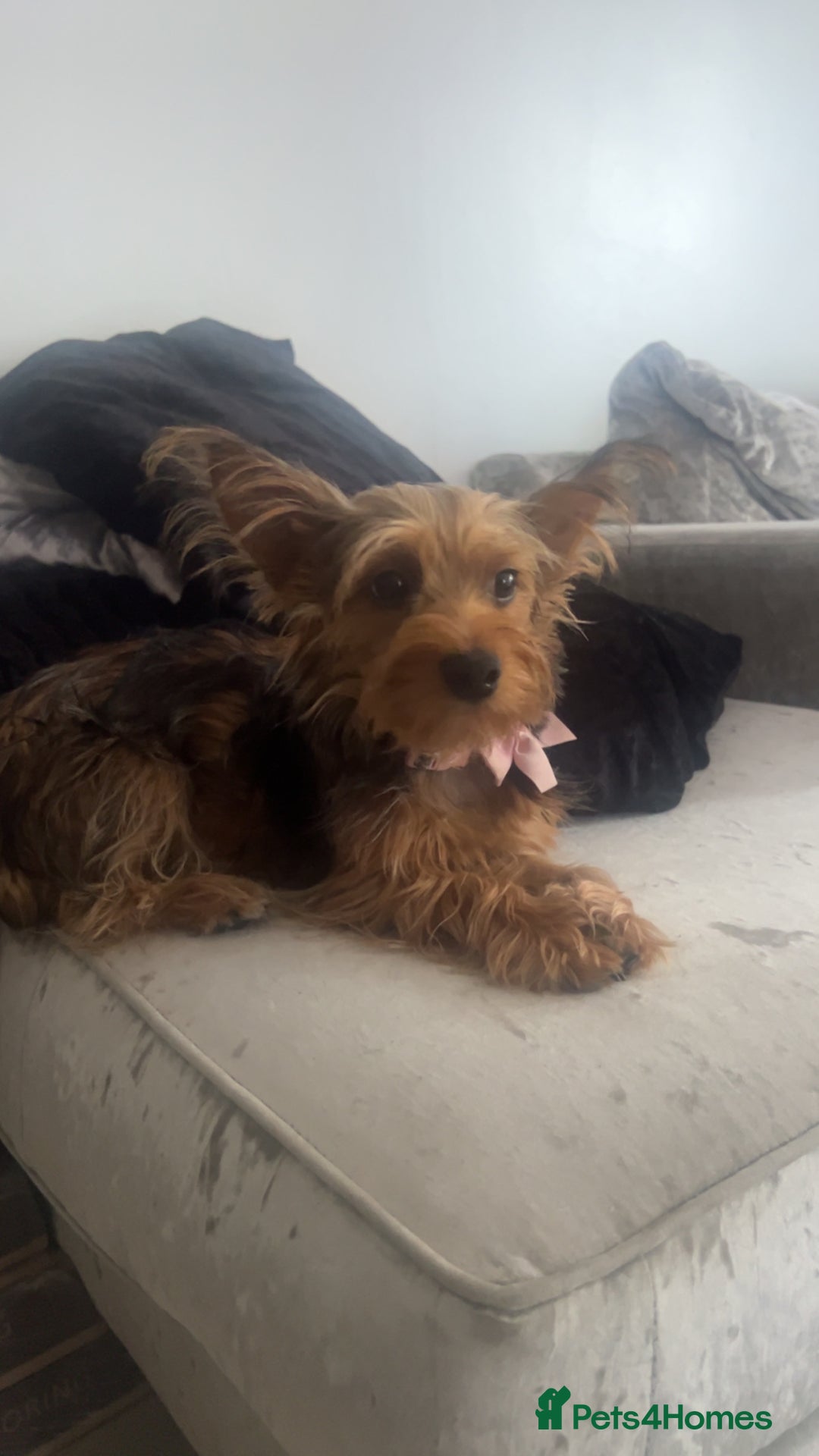 Yorkshire Terrier dogs for sale: Yorkshire Terrier  - Advert 3
