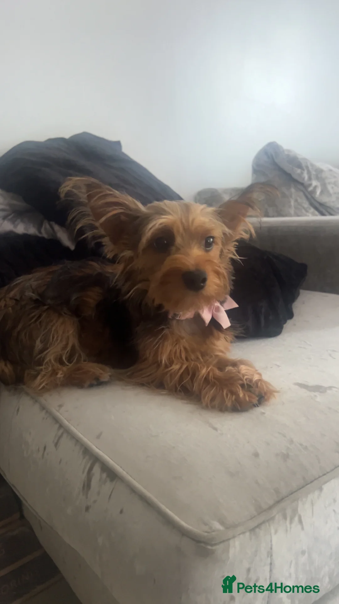 Yorkshire Terrier dogs for sale: Yorkshire Terrier  - Advert 2