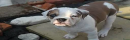 Dorset Olde Tyme Bulldogge dogs for sale: Dorset olde tyme bulldogs - Advert 4