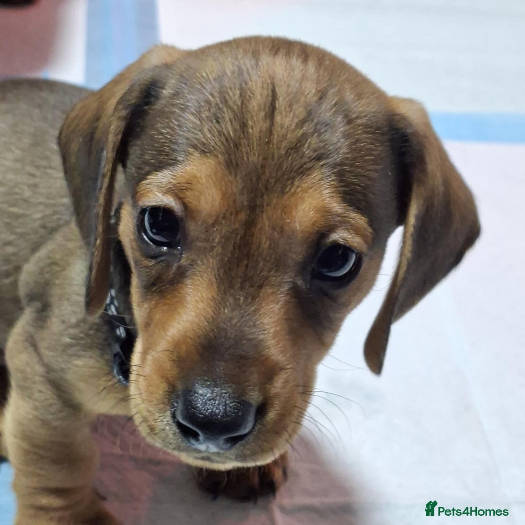 Dachshund dogs for sale: 5 gorgeous Dachsund puppies - Advert 4