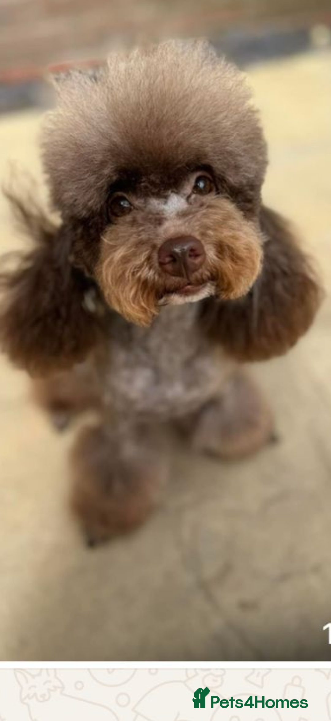 Poochon dogs for sale: Poochon male puppies  - Image 3