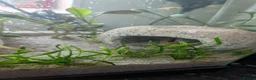 Platies fish for sale: Platies in need of home  - Advert 1