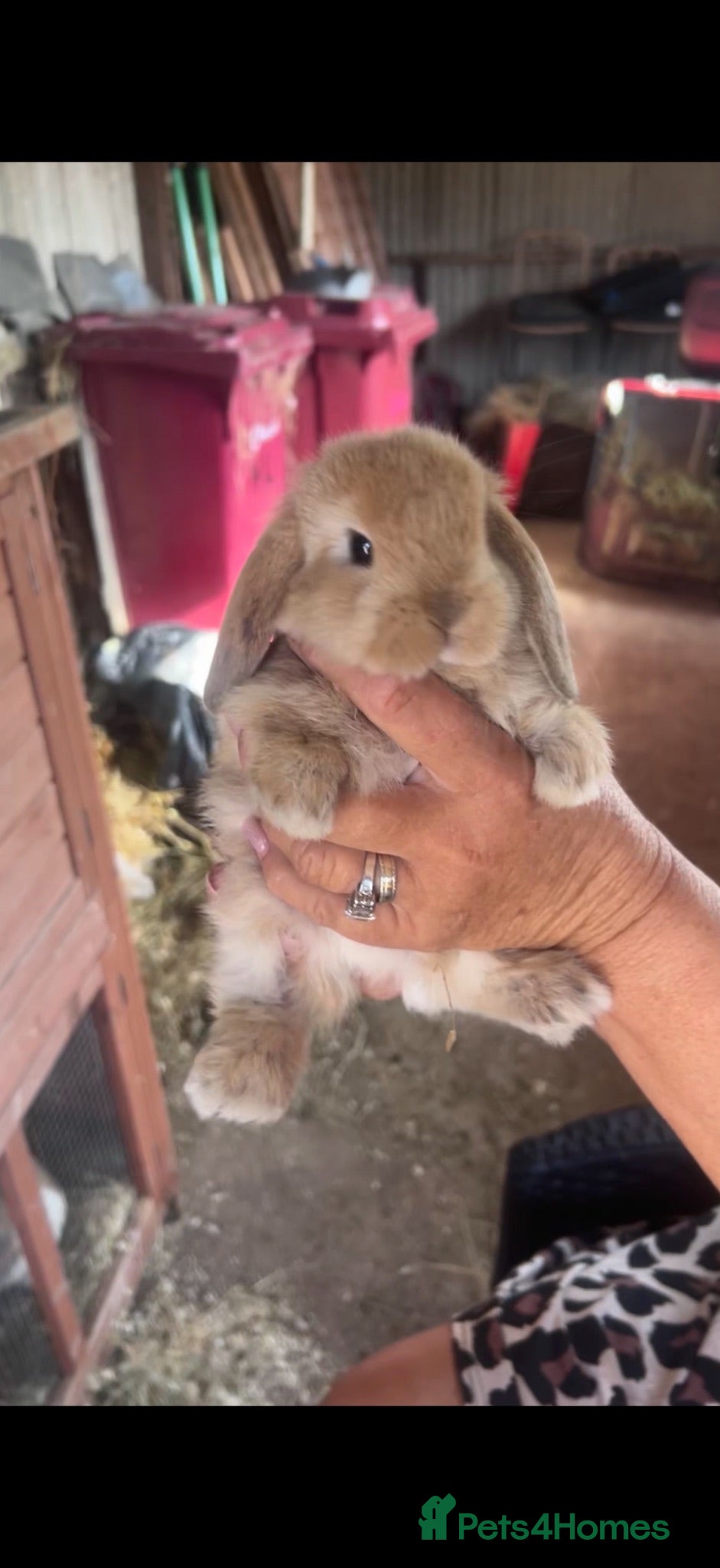 Mini Lop rabbits Girl Mini Lop for sale - Advert 2