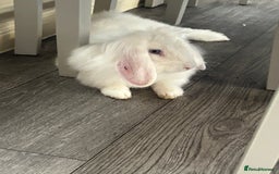 English Lop rabbits for sale: Rabbit  - Image 7