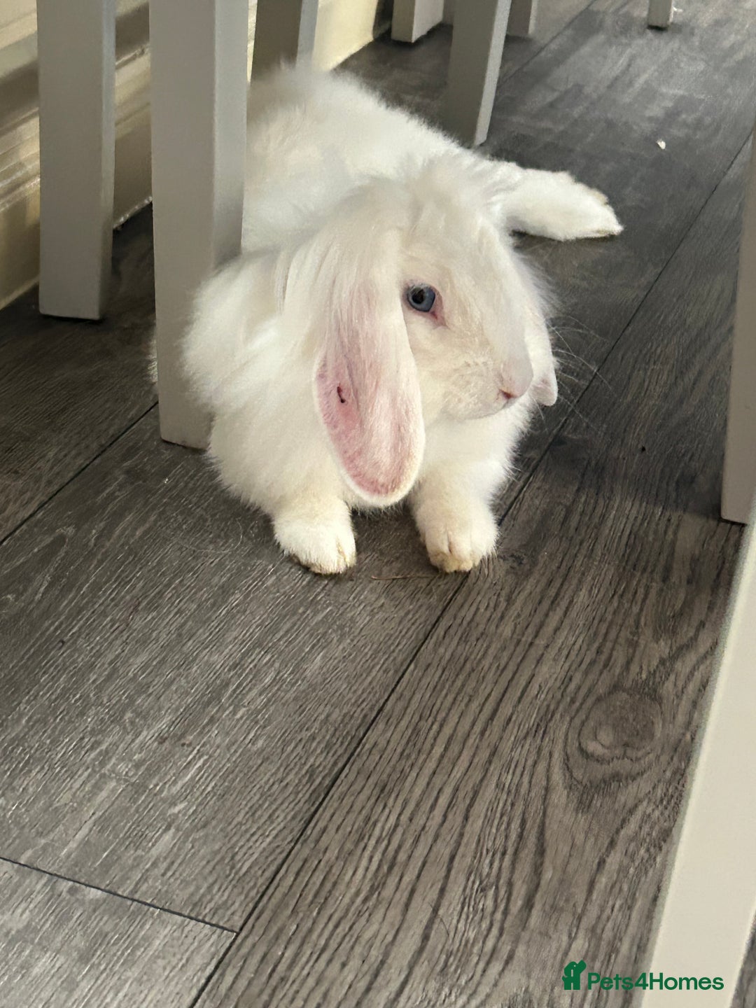 English Lop rabbits for sale: Rabbit  - Image 7