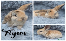 Mini Lop rabbits for sale: MINI PLUSH LOP - LAST BABY TO RESERVE - Image 1