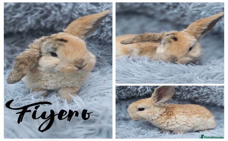 Mini Lop rabbits - Advert 1