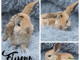 Mini Lop rabbits for sale - Advert 1