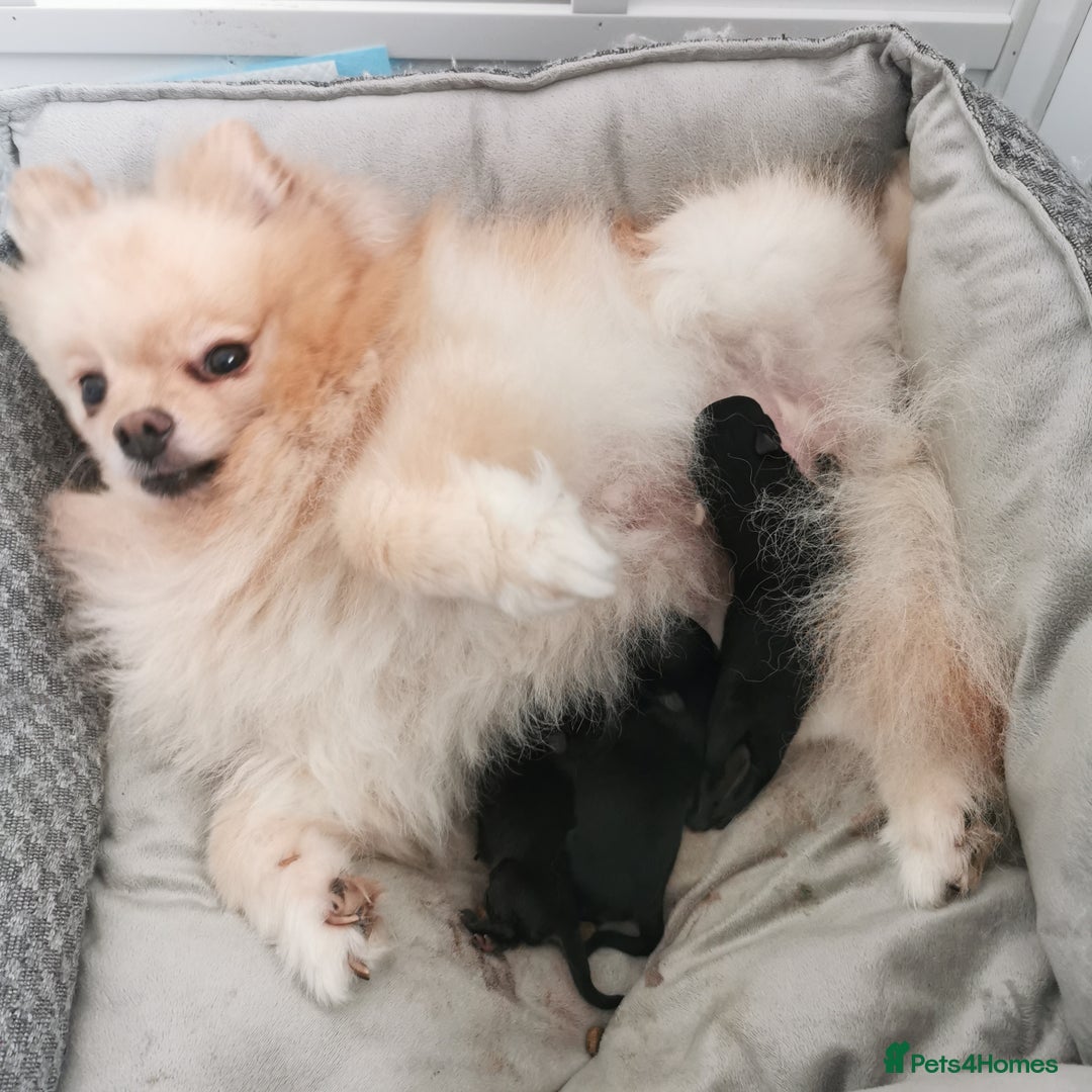 Pomeranian dogs for sale: Mini Pomeranians - Image 4