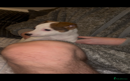 Jack Russell dogs for sale: Jack Russell’s  - Advert 8