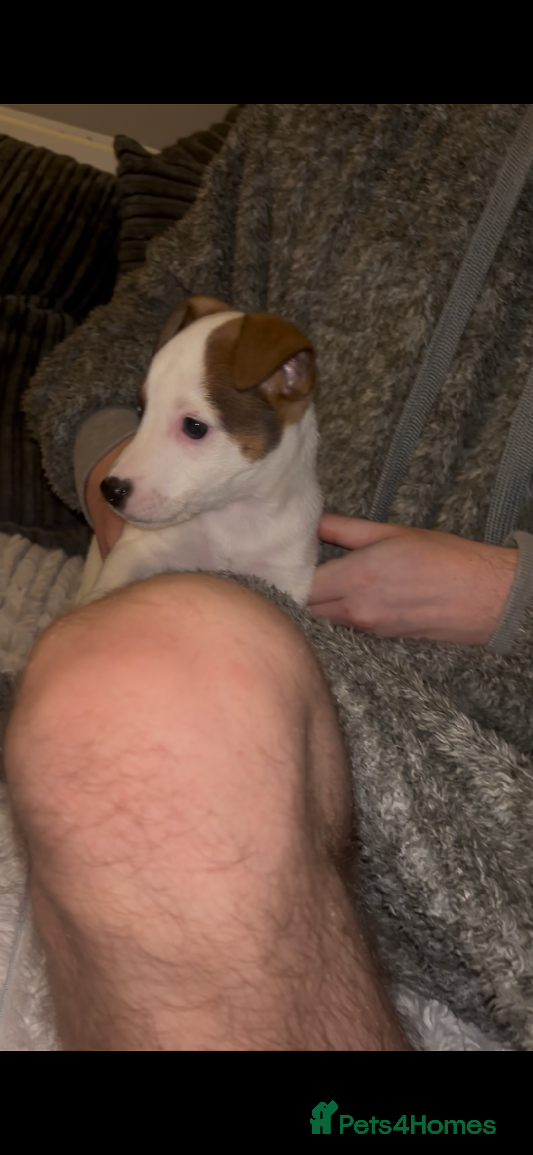 Jack Russell dogs for sale: Jack Russell’s  - Advert 8