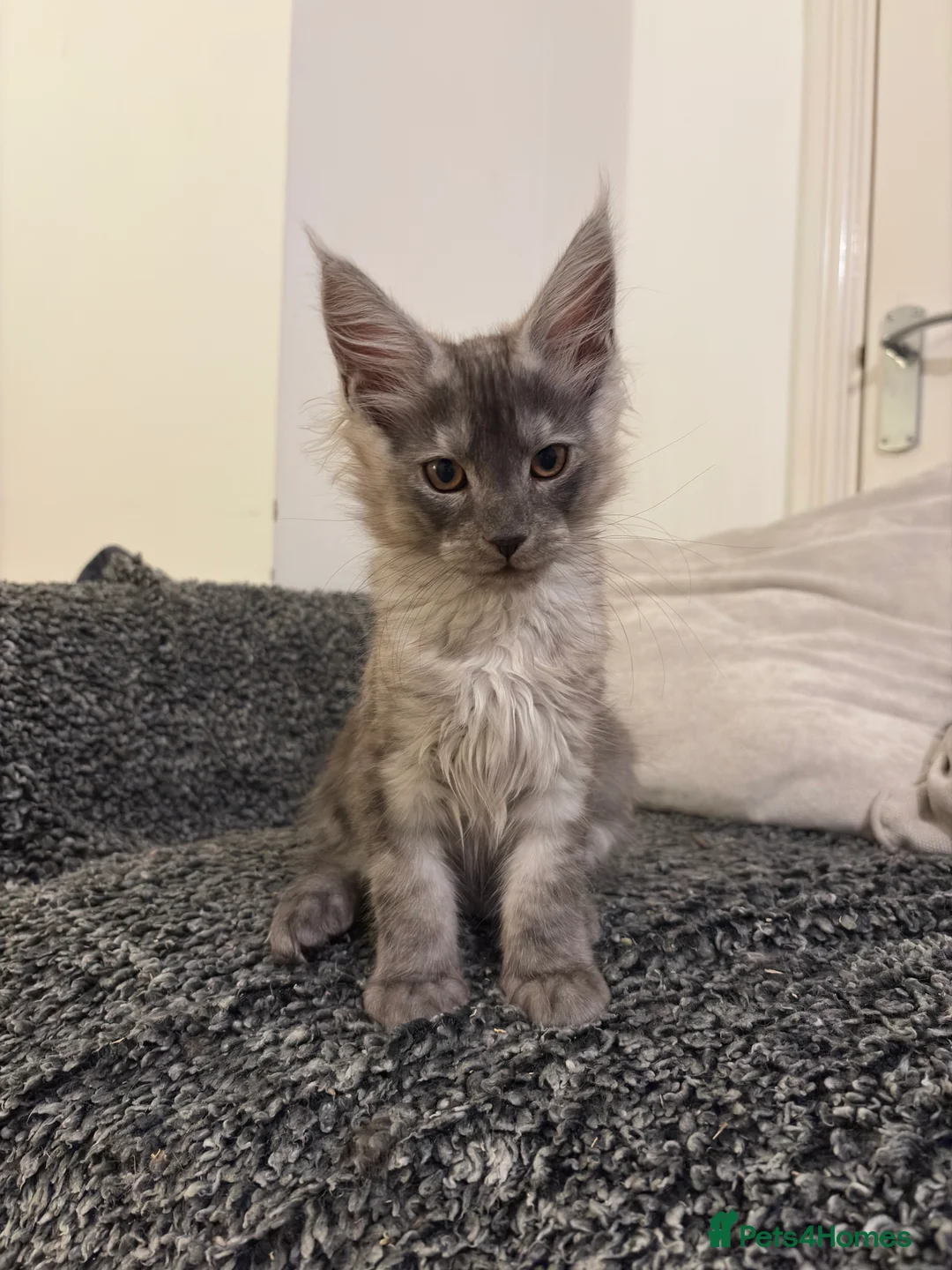 Maine Coon cats for sale: Maine Coon Kittens  - Advert 14