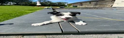 Border Collie dogs for sale: Adorable Border Collie puppies  - Advert 2