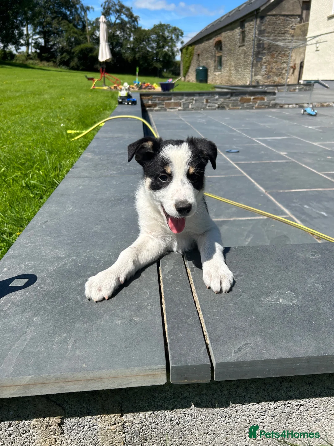 Border Collie dogs for sale: Adorable Border Collie puppies  - Advert 2