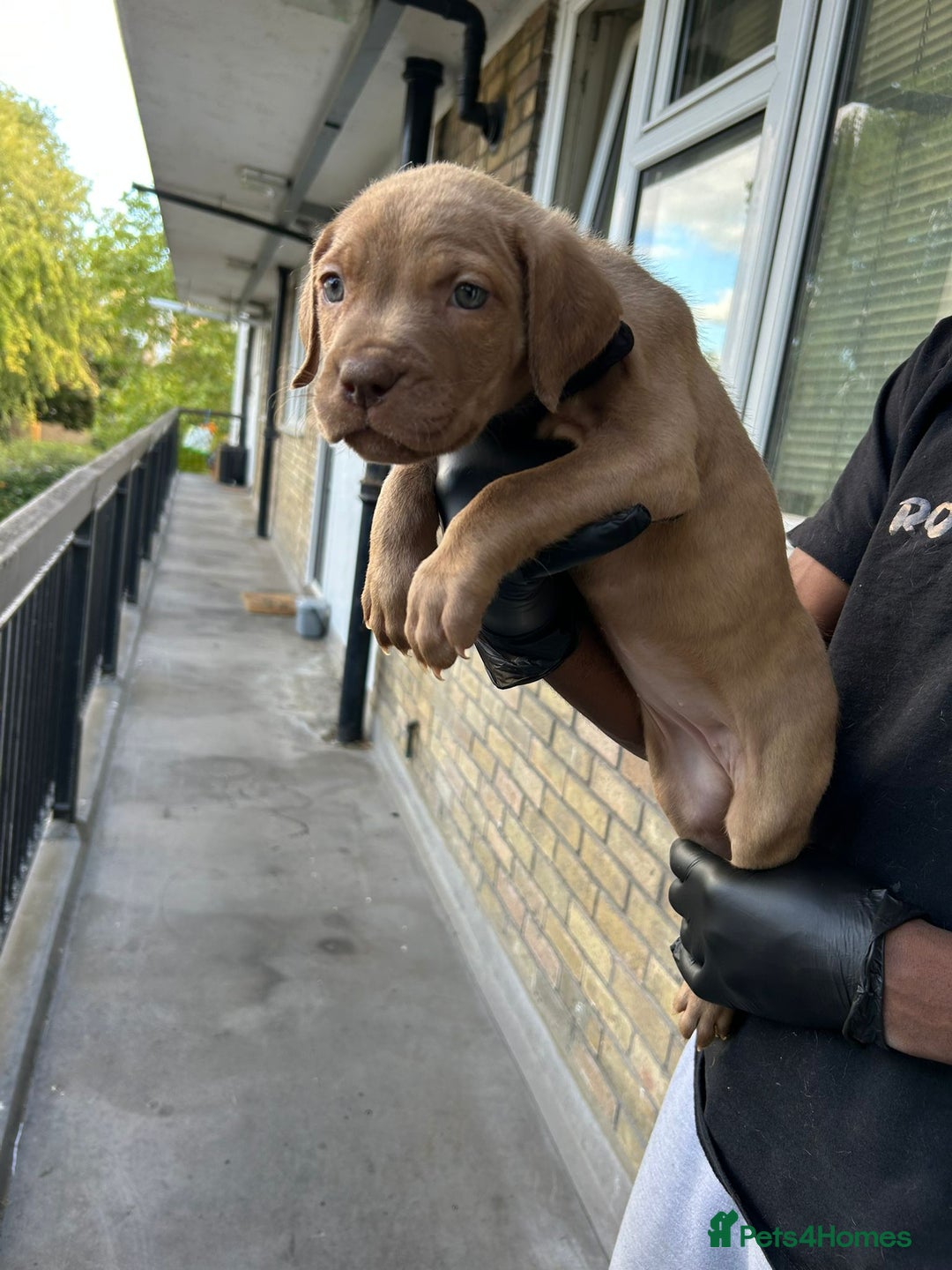 Mastiff dogs for sale: Mastiff X Pups - Advert 13