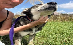 Mixed Breed dogs for adoption: Shirley - Norwich Norfolk  - Image 1