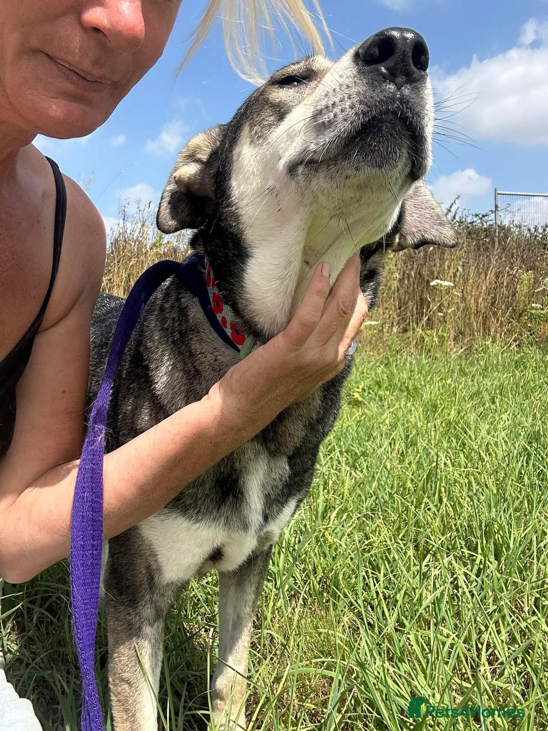 Mixed Breed dogs for adoption: Shirley - Norwich Norfolk  - Image 1