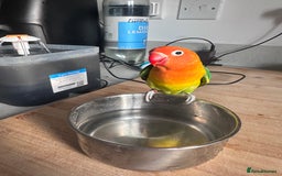Lovebirds birds for sale: Pair of Beautiful breeding Lovebirds  - Image 3