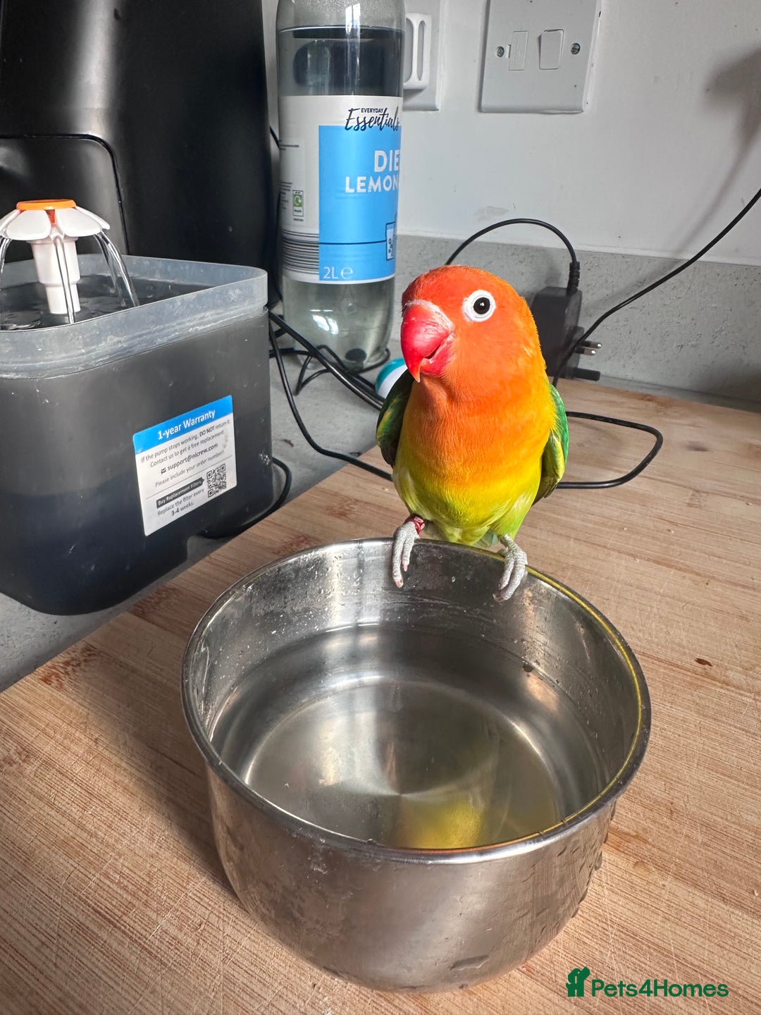 Lovebirds birds for sale: Pair of Beautiful breeding Lovebirds  - Image 3