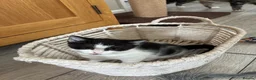 British Shorthair cats for sale: 6 stunning kittens - Advert 19