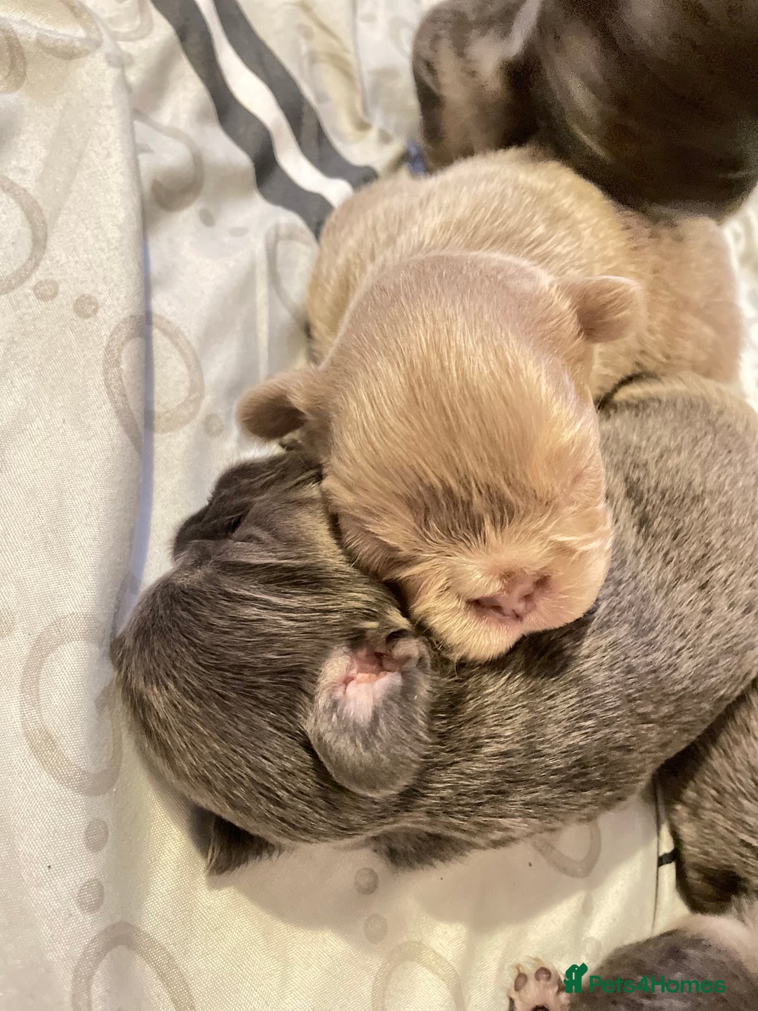 French Bulldog dogs for sale: 🩷🐶🐾6 Adorable fluffy French bulldogs 🩷🐶🐾 - Advert 16