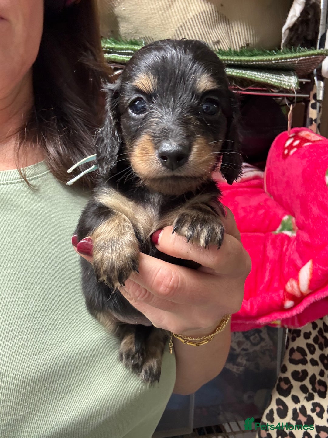 Miniature Dachshund dogs for sale: Miniature Dachshunds longhaired puppies - Advert 17