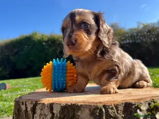 Miniature Dachshund dogs Long haired miniature DACHSHUND puppies - Advert 17