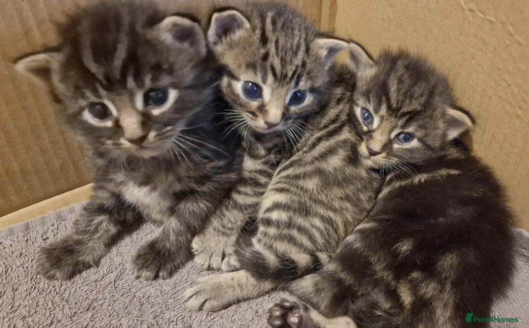 Mixed Breed cats for sale: Gorgeous Mixed Breed Main Coon Kittens  - Image 10