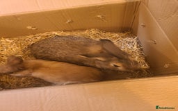 Netherland Dwarf rabbits for sale: Netherland dwarfs for free - Image 2