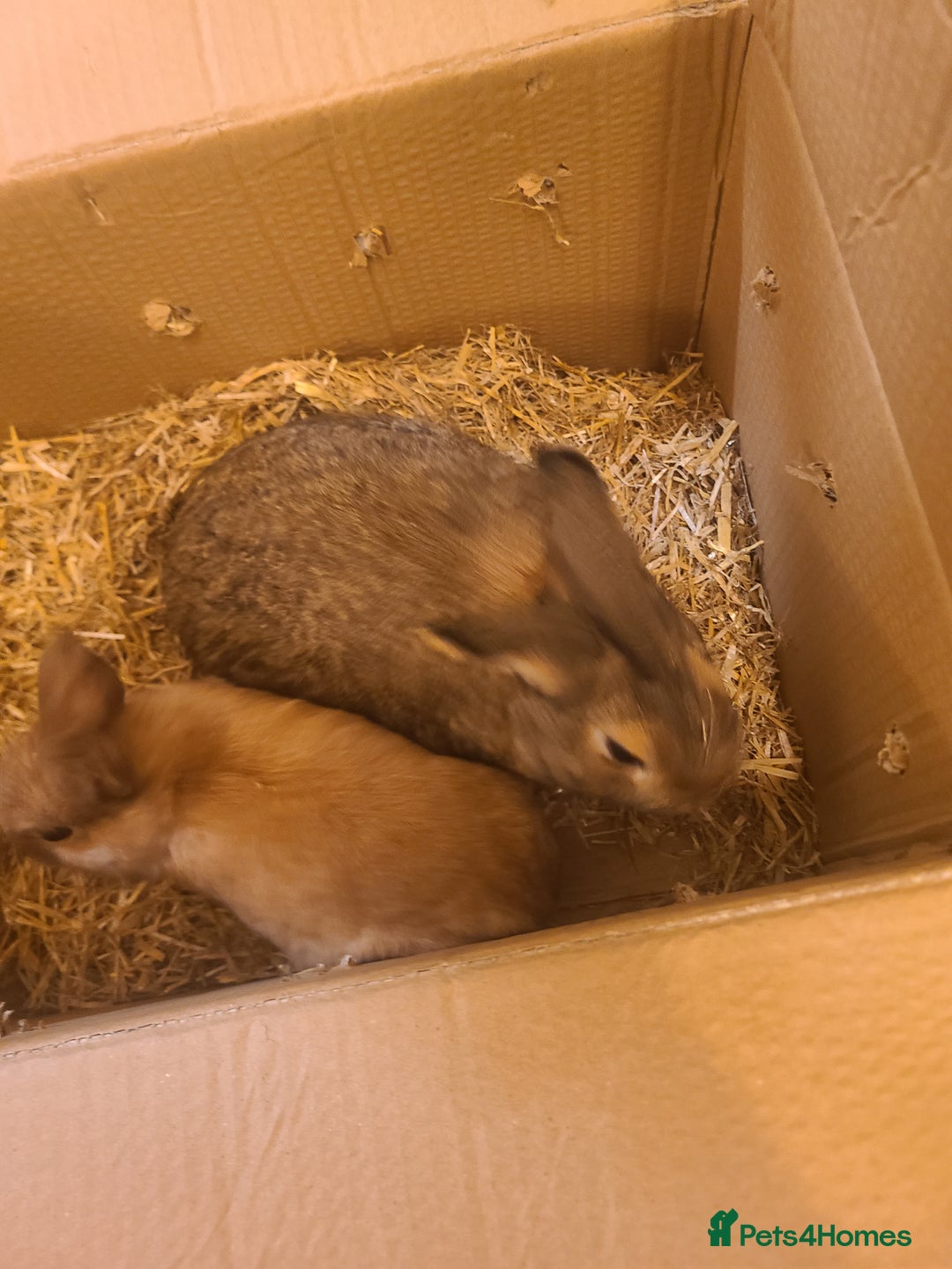 Netherland Dwarf rabbits for sale: Netherland dwarfs for free - Image 2