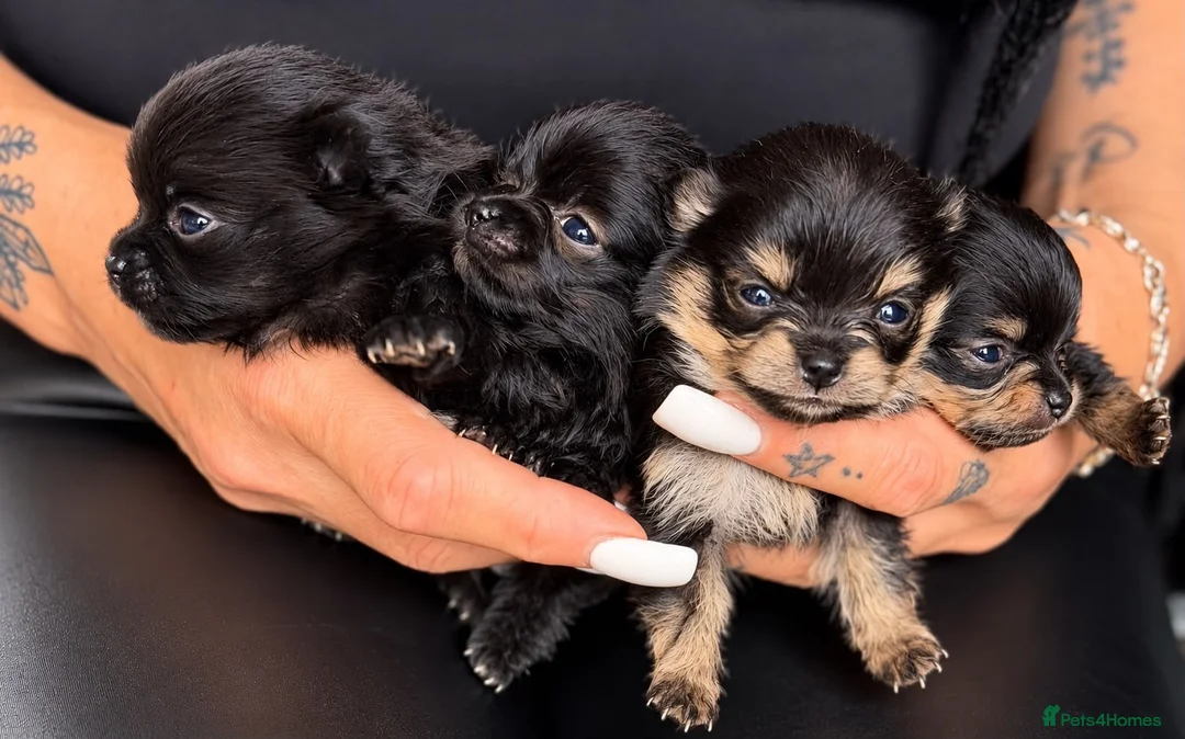Pomeranian dogs for sale: Teddy bear Pomeranian puppies available - Advert 7