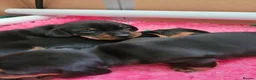 Miniature Dachshund dogs for sale: 3 Stunning Black/Tan Mini Dachshund Girls - Advert 28