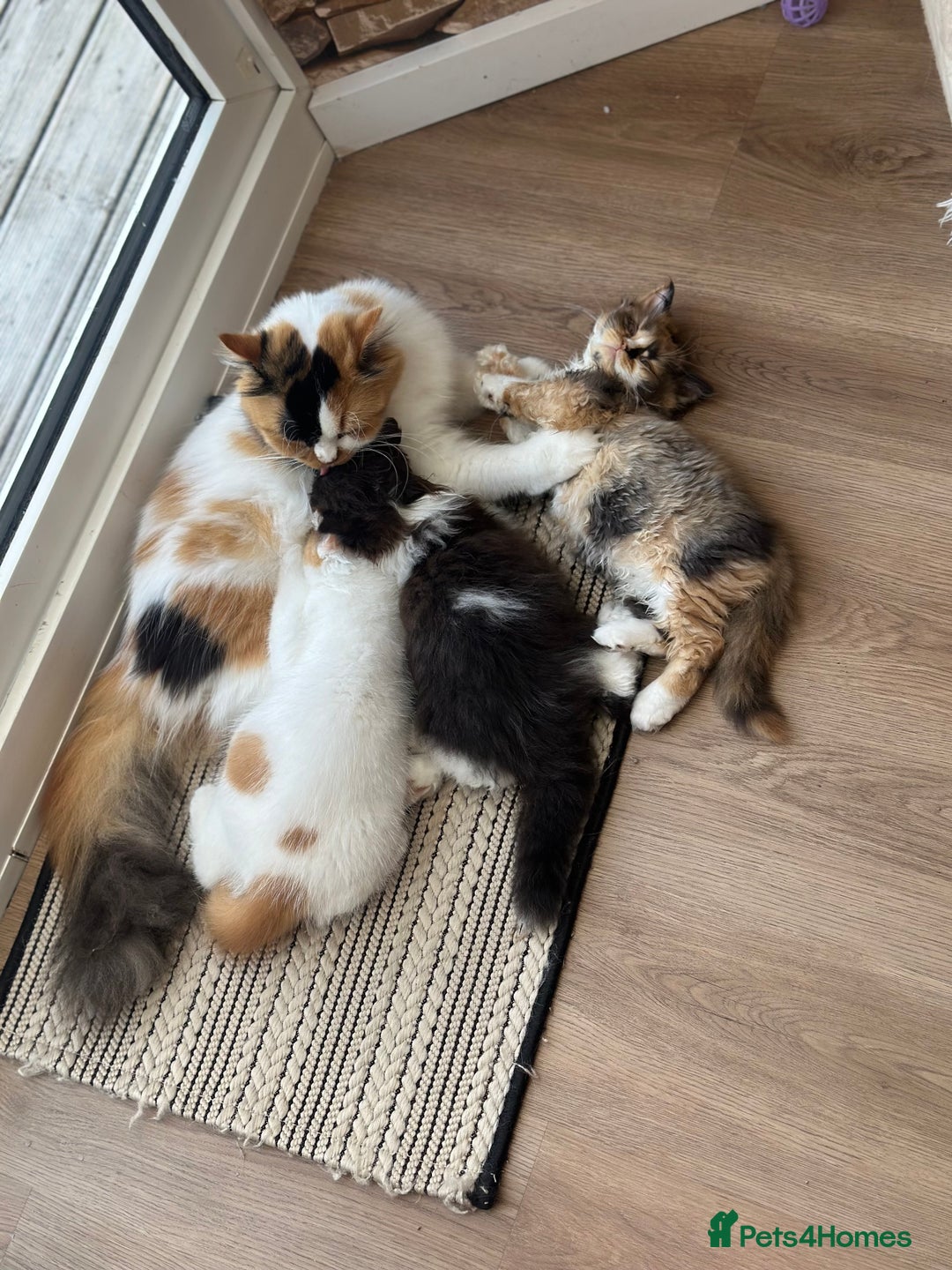 British Longhair cats for sale: Champion line PEDIGREE BLH/BSH kittens 🩵🩷💙 - Image 22