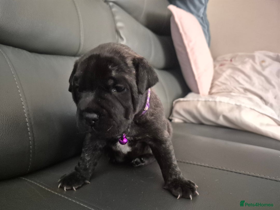 Staffordshire Bull Terrier dogs for sale: 2 female staffies  - Image 8