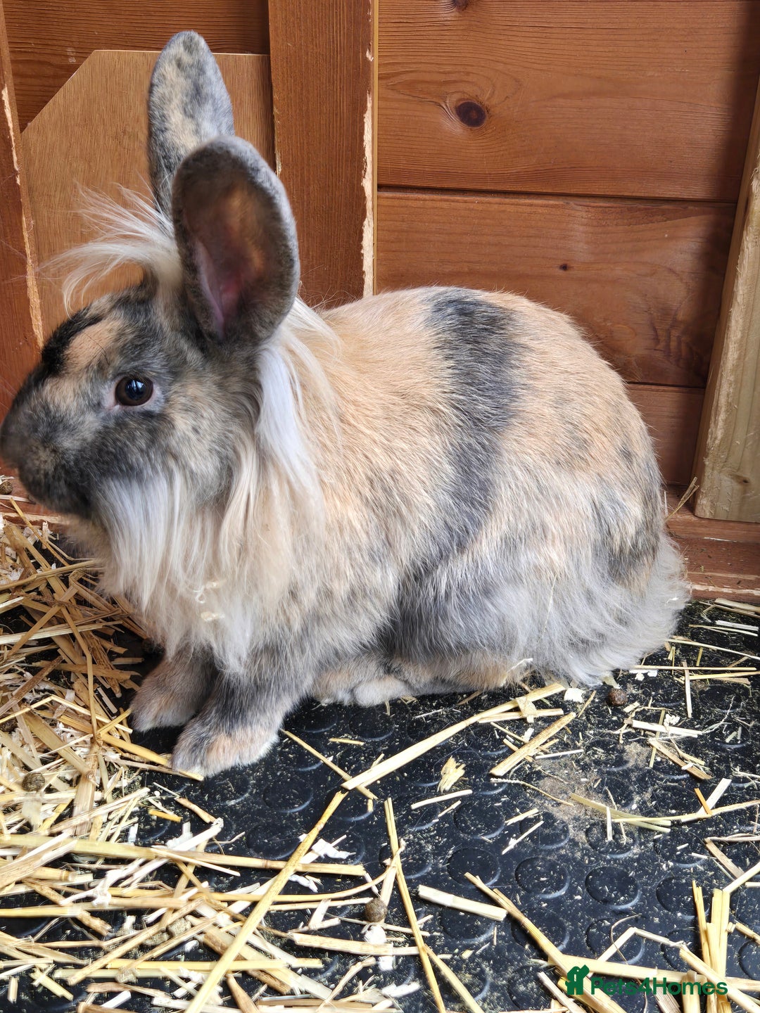 Continental Giant rabbits for sale: Giant continenetal × dwarf lop  - Image 3