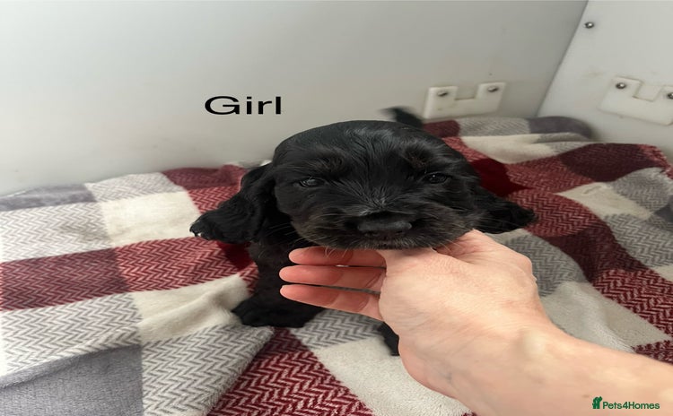Cocker Spaniel dogs - Advert 7