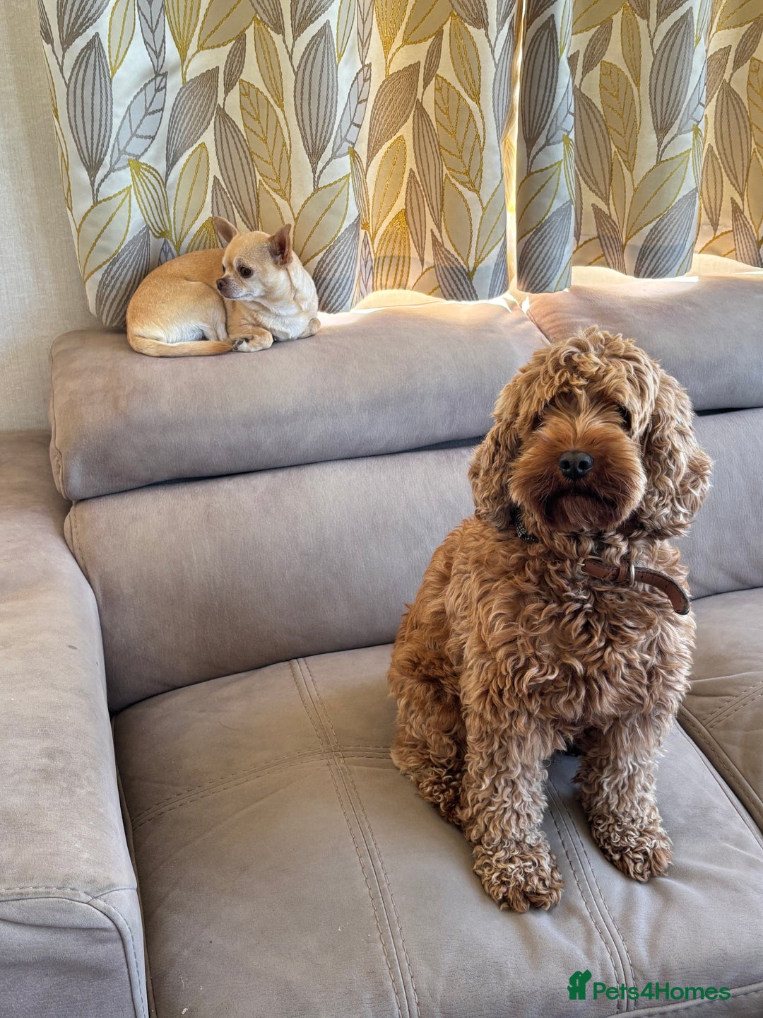 Cockapoo dogs for sale: Red cockapoo pups 😍 3 weeks old almost  - Advert 2