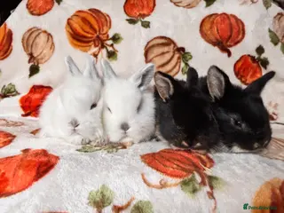 Mixed Breed rabbits 4 beautiful Rex x mini lops - Advert 10