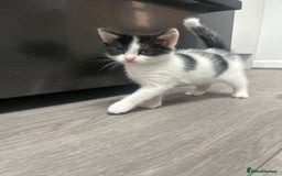 American Shorthair cats for sale: Kittens for sale  - Image 5