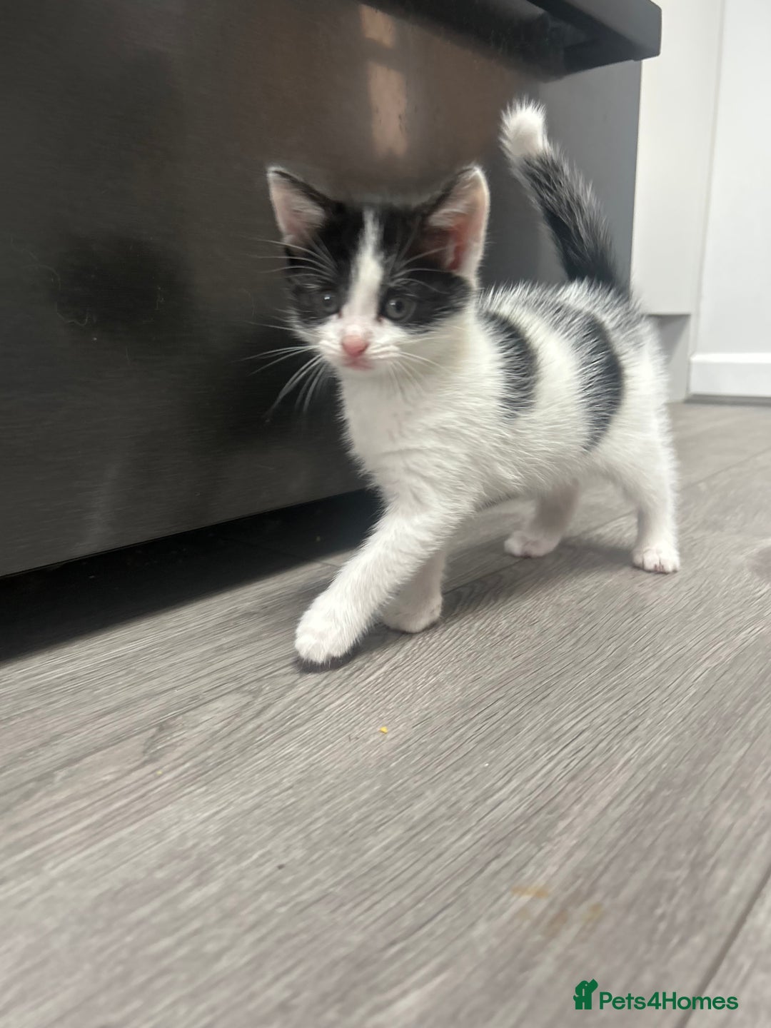 American Shorthair cats for sale: Kittens for sale  - Image 5
