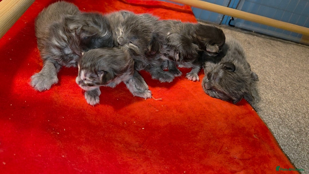 Maine Coon cats for sale: Tica maine coon kitten  - Advert 9