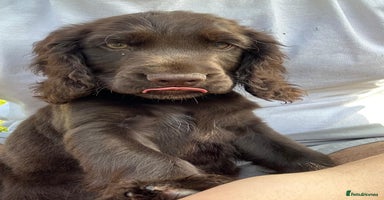 Cocker Spaniel dogs - Advert 7