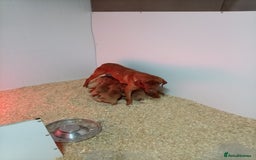 Labrador Retriever dogs for sale: Kc reg fox red working Labradors  - Image 2