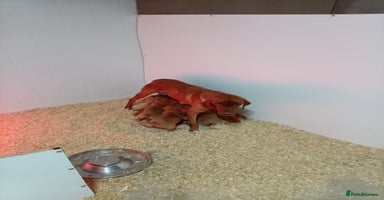 Labrador Retriever dogs - Advert 1