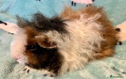 Guinea Pig rodents for sale: Pure Bred Texel Boar - Image 1